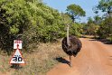 009 Zuid-Afrika, Ukutula Game Reserve, struisvogel